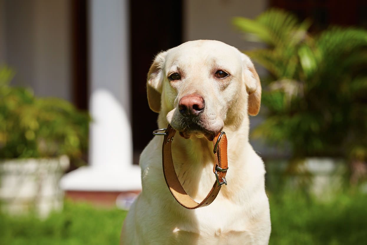 Dog Tags Training School LLC