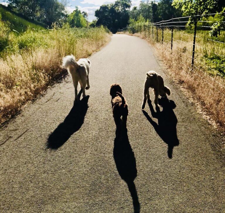 Wasatch Peak Dog Training