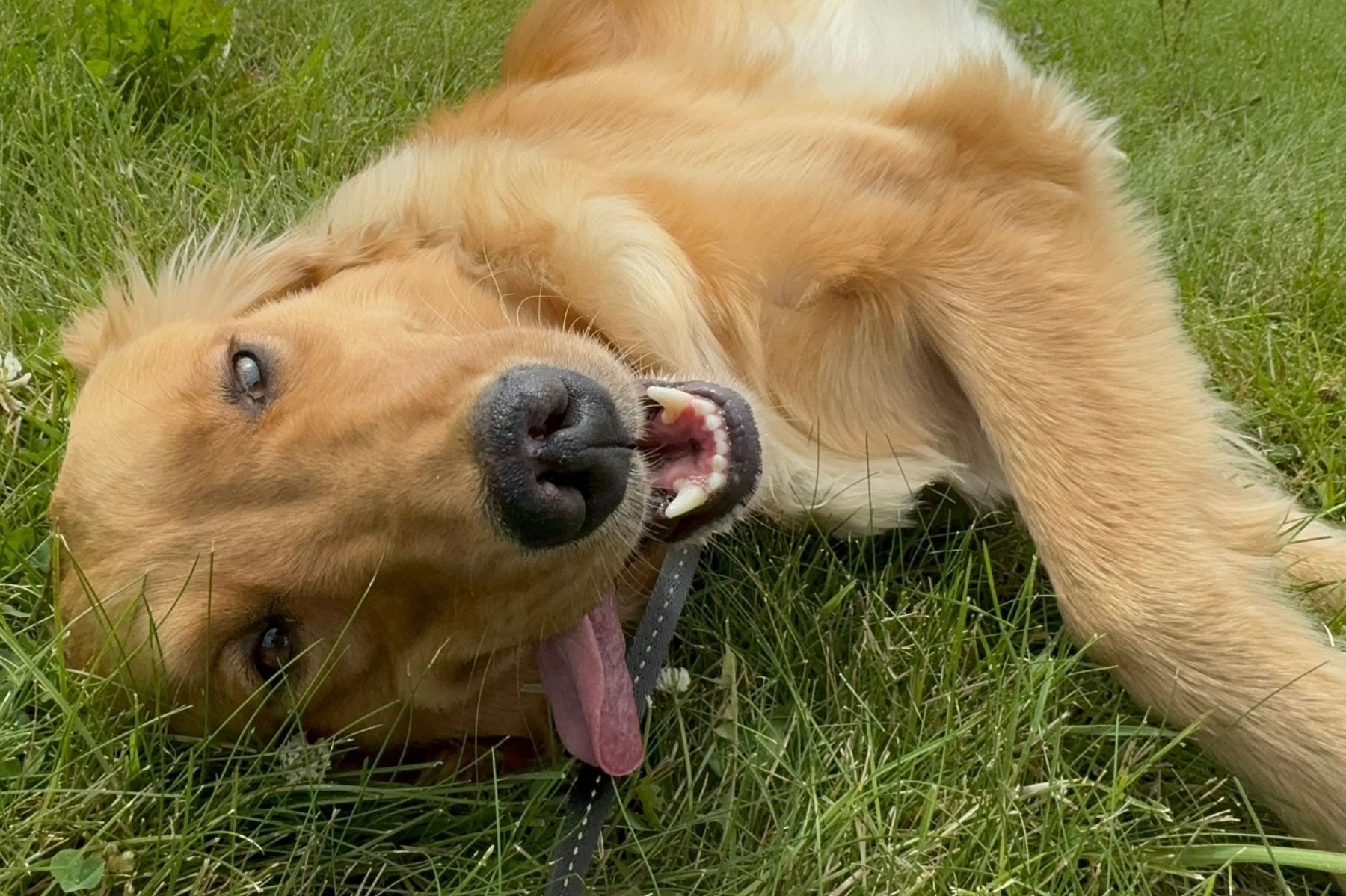 Unleashed K9 LLC