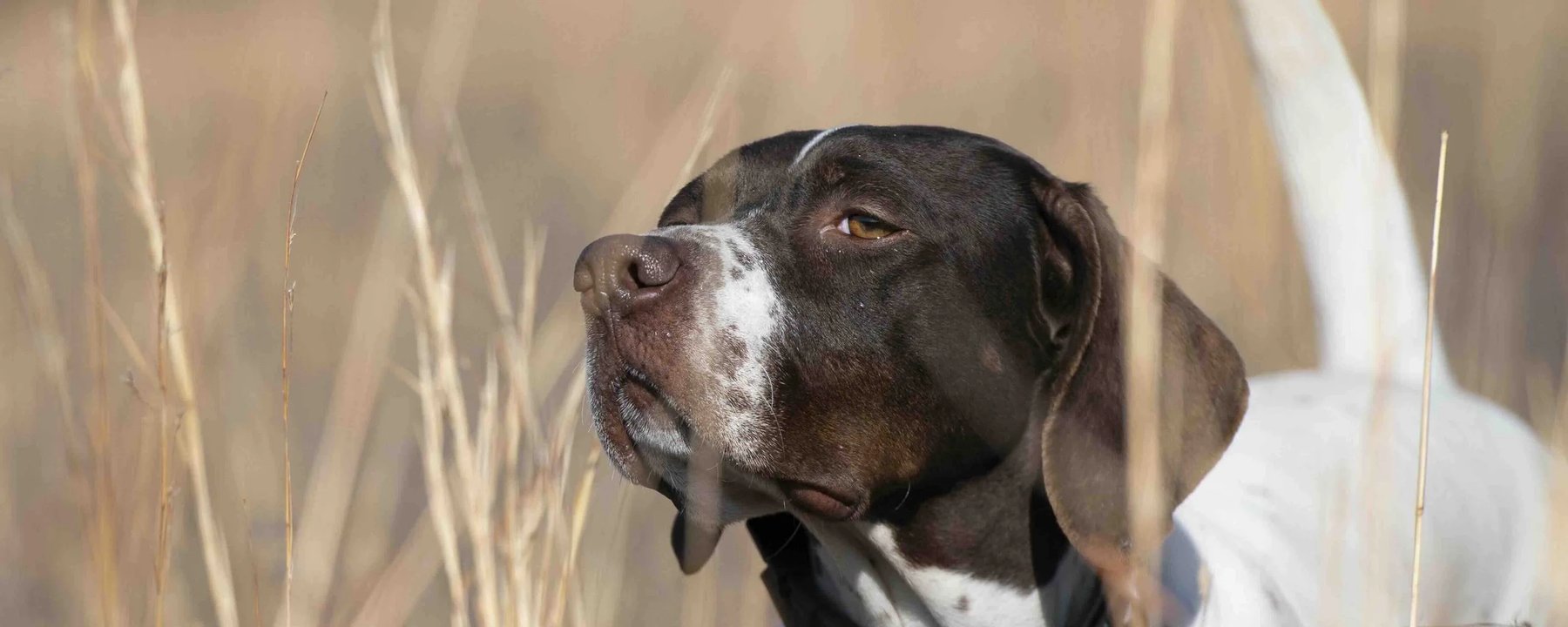 Smith Kennels