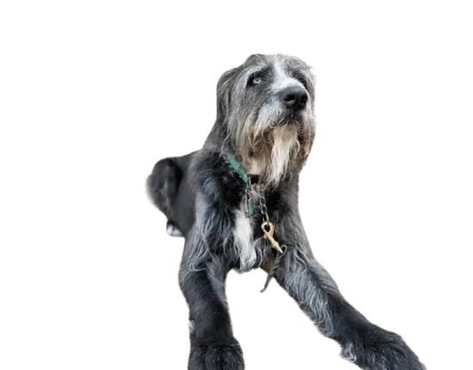 Gruff Hound Academy