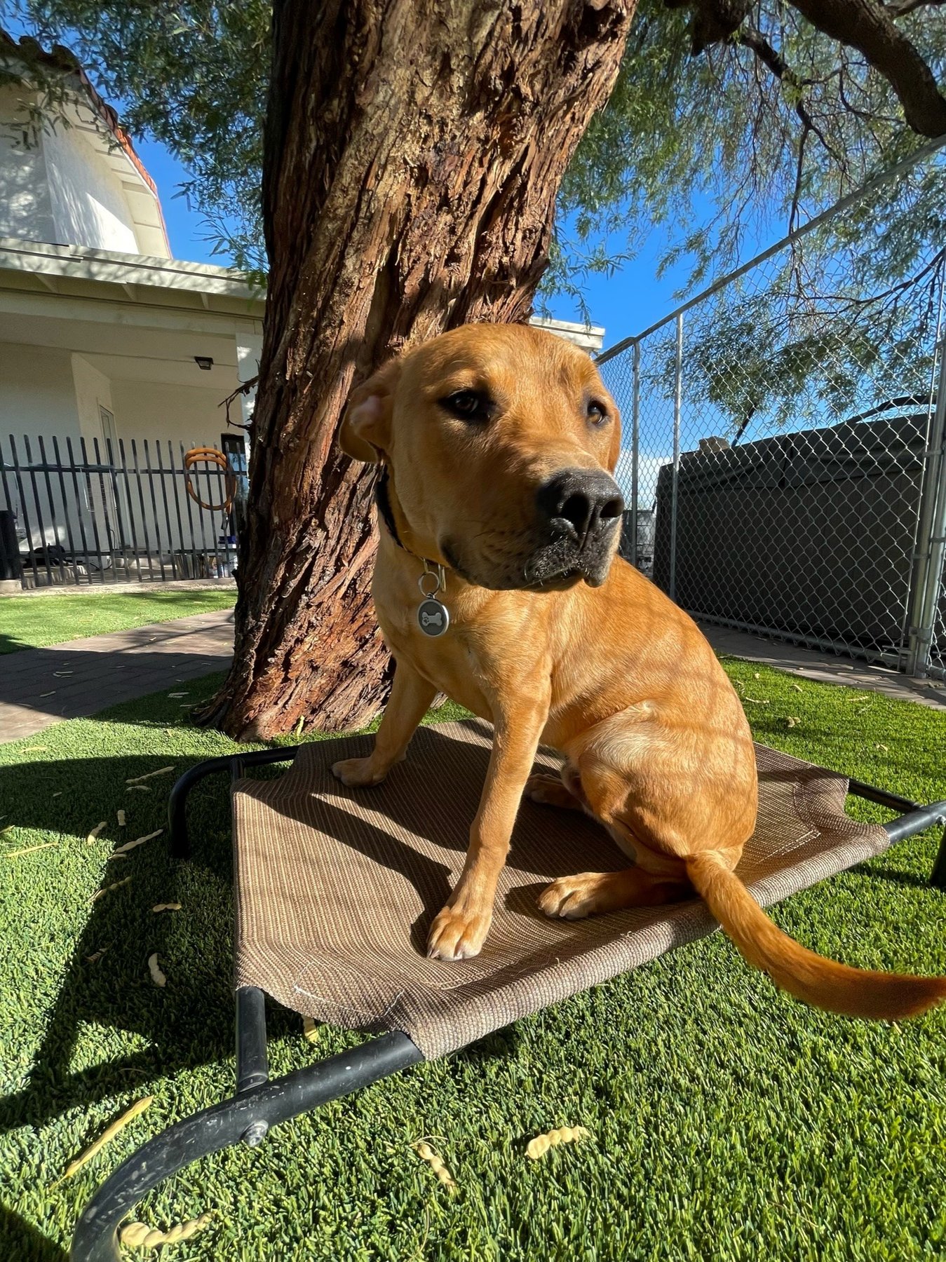 Dog Trainer US