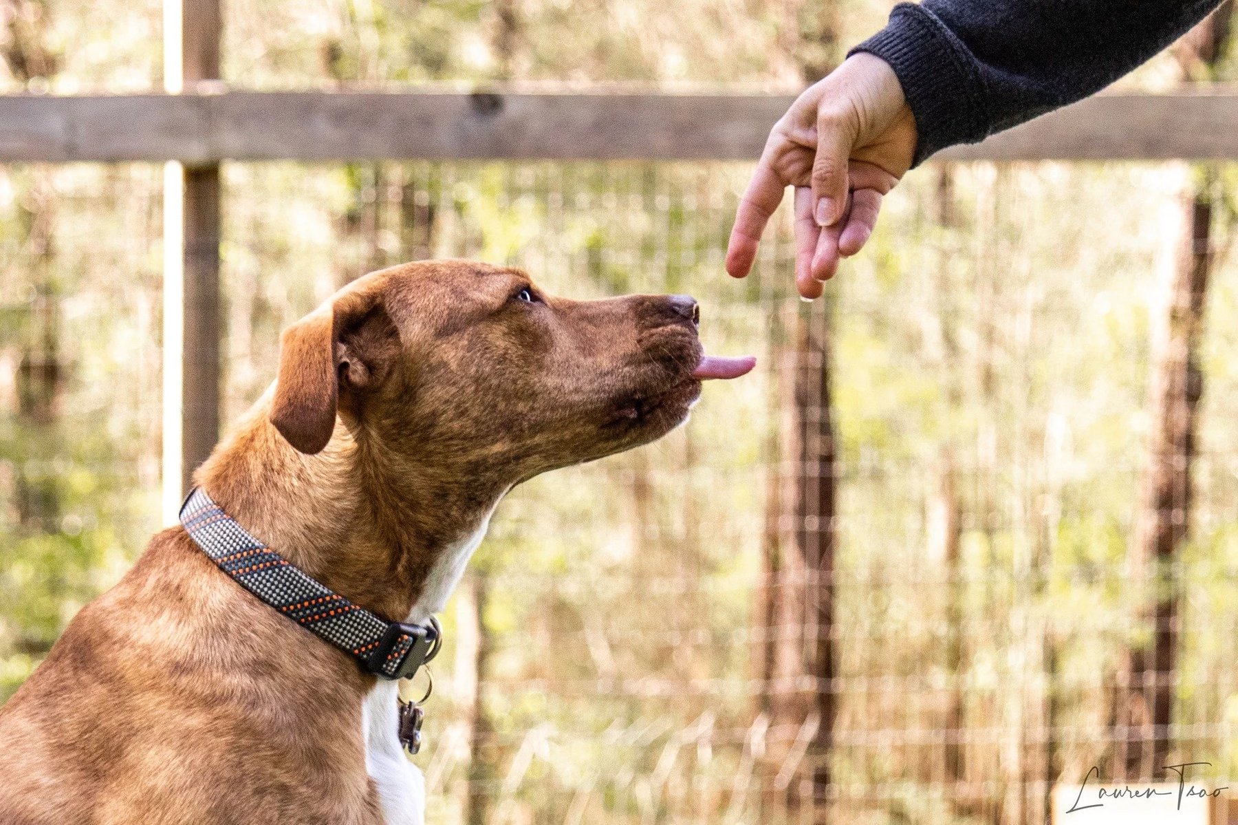 Faithfully Yours Dog Training