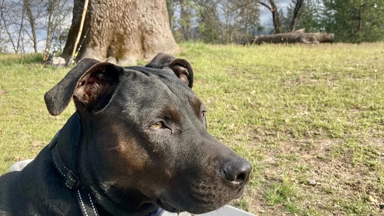 Content K9’s