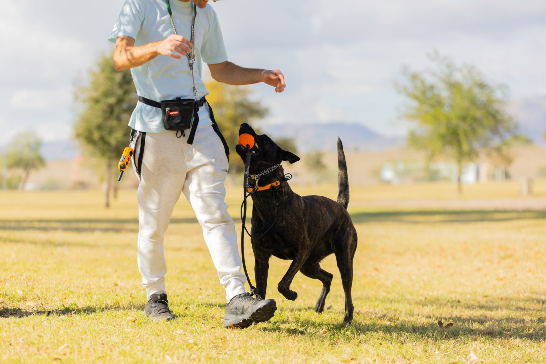 Pure Drive K9 Grooming & Training