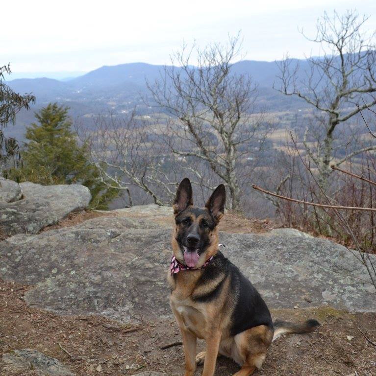 Golden Paws Dog Training