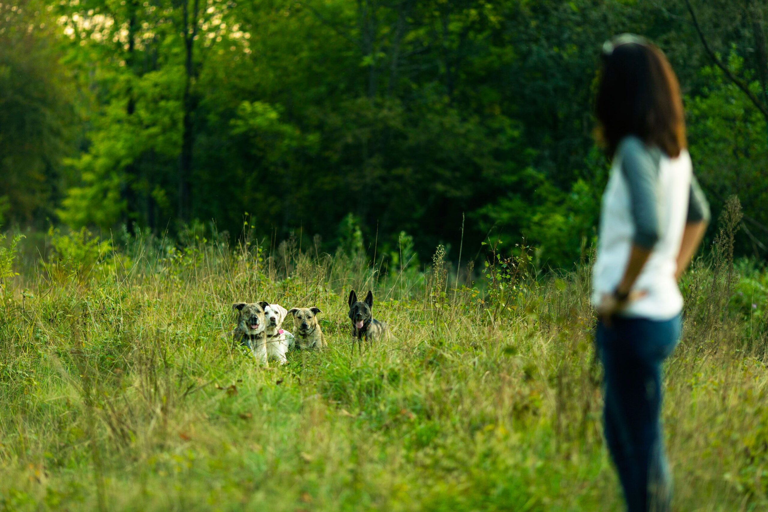 Best Life K9 Training | Illinois