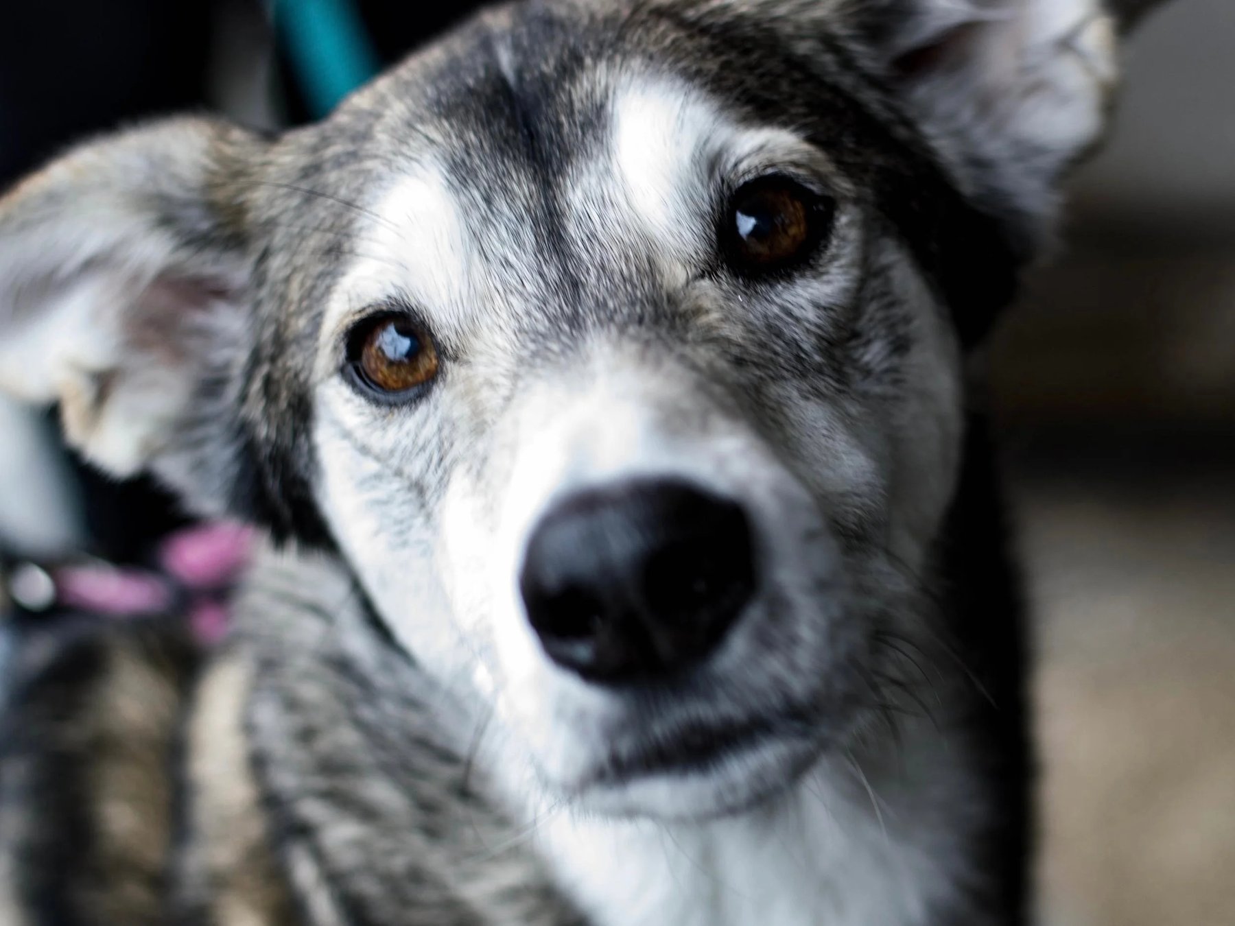 Canine Communications