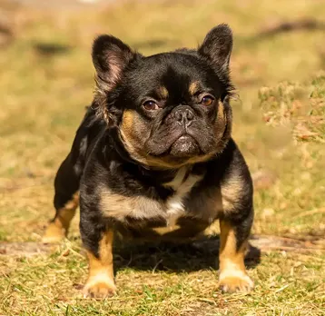 Oz Born Kennels