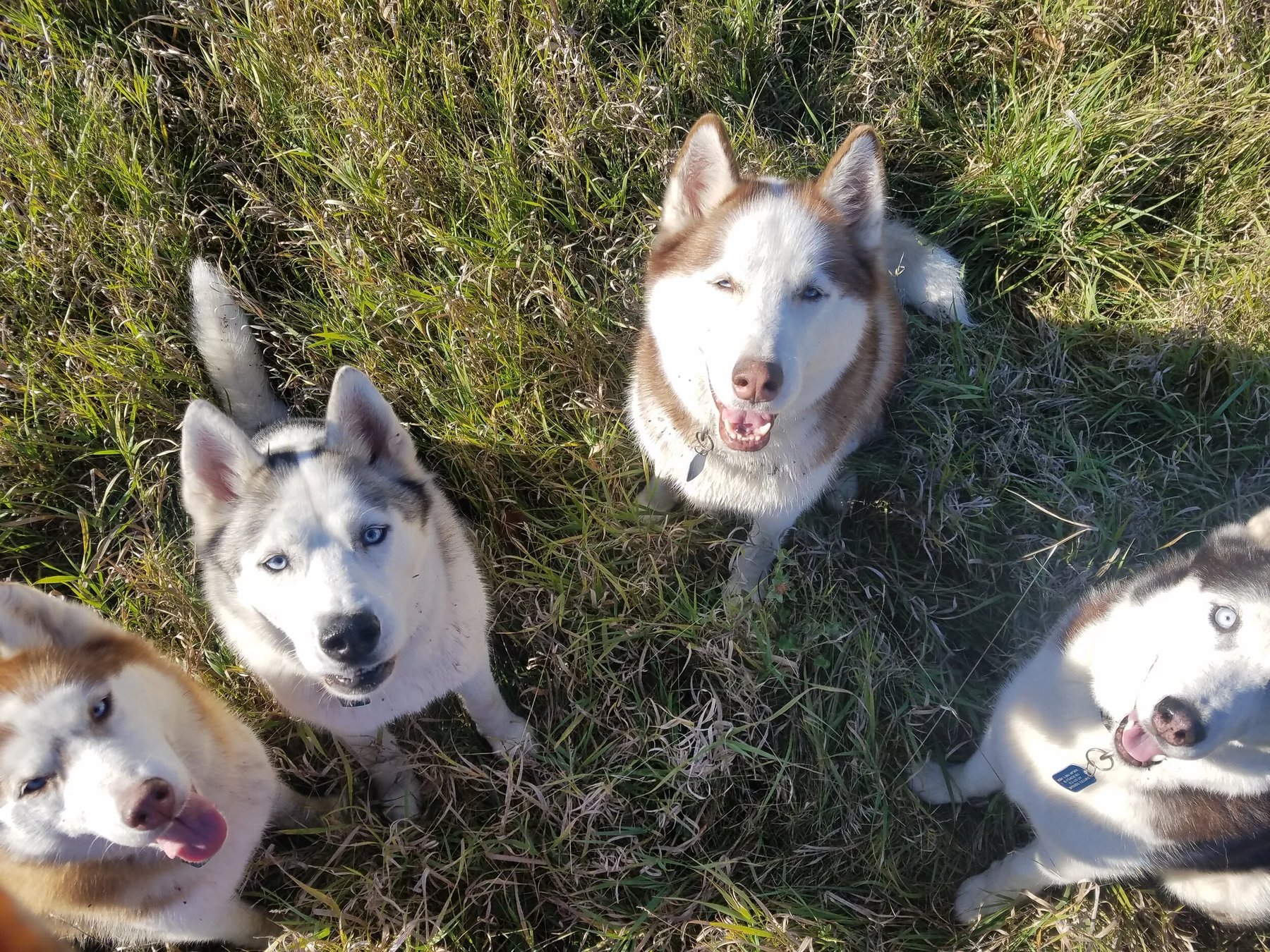 North Shore Dog Psychology