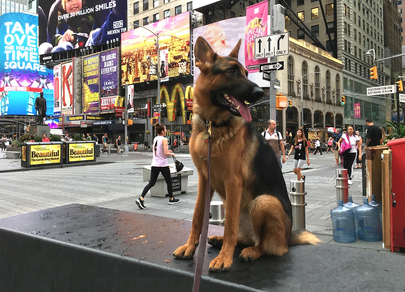 Spot-On K9 Training — dog trainer in Manhattan, NY