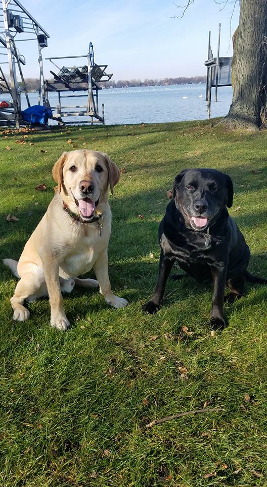 Fetch ! Dog Training — dog trainer in Evanston, IL