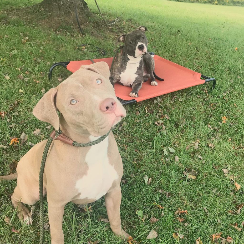 Hero K9 Academy