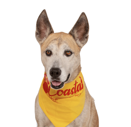 Coastal Therapy Dogs