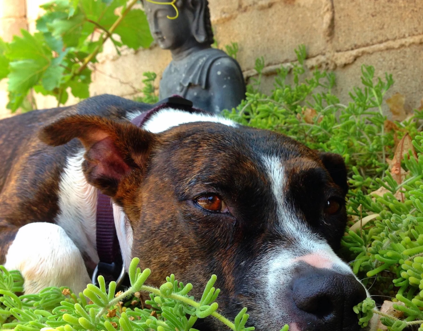 Animal Magnetism