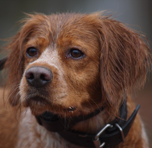 Lost Highway – Gun Dog Kennels