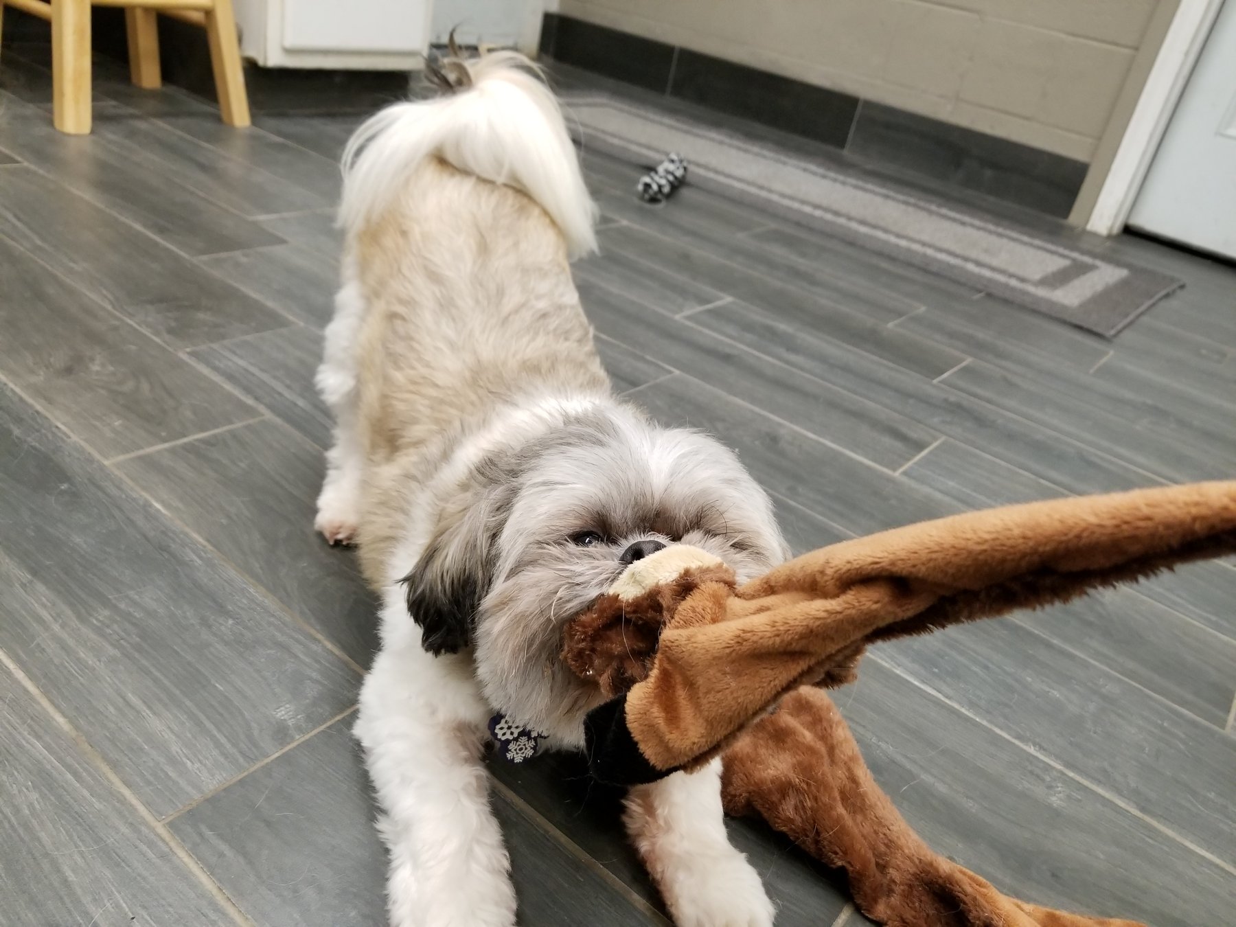 Woodland Pet Resort — dog trainer in Saginaw, MI