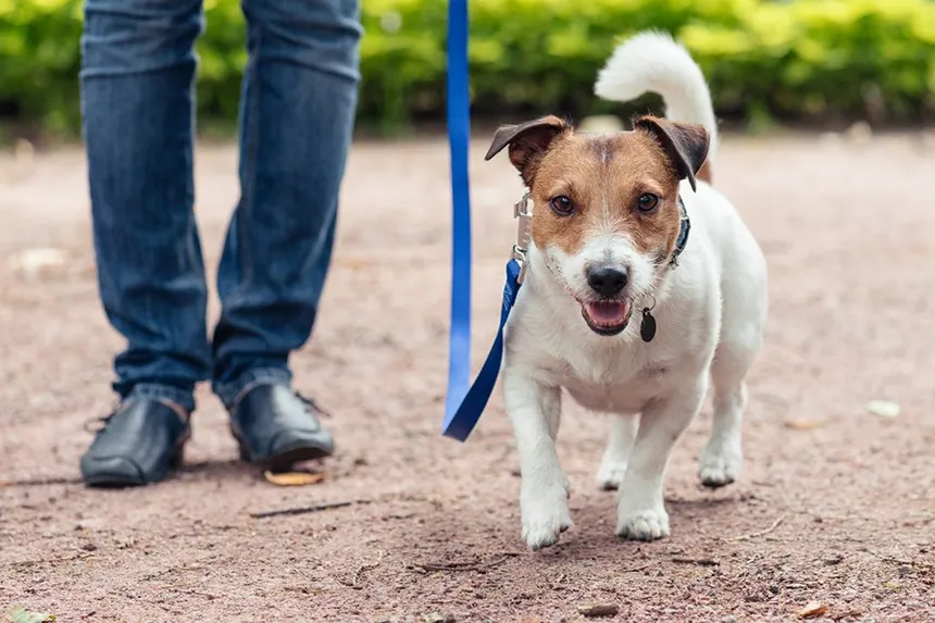Positive Paws Pet Training Inc.