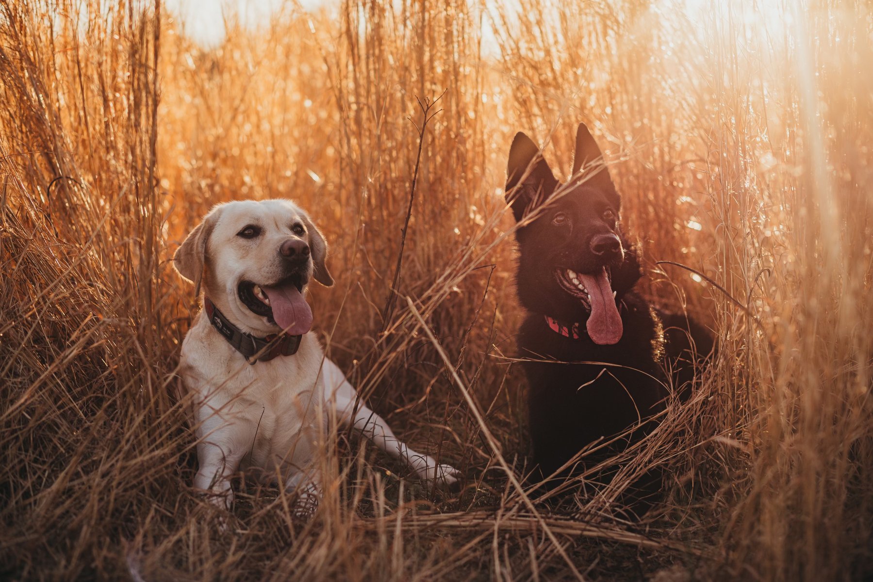 Lifelong K9