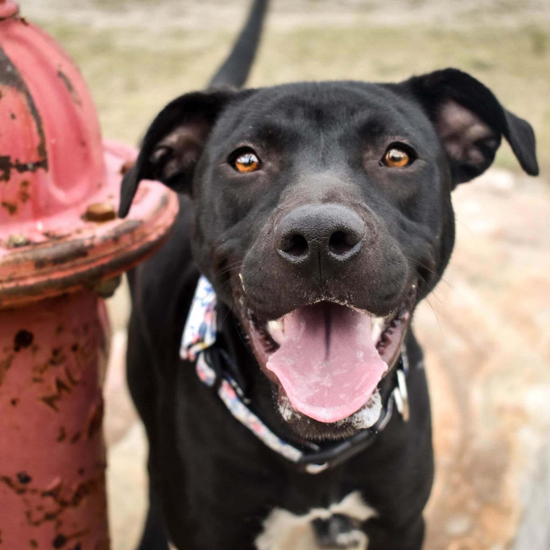 Greenville Humane Society Adoption Center