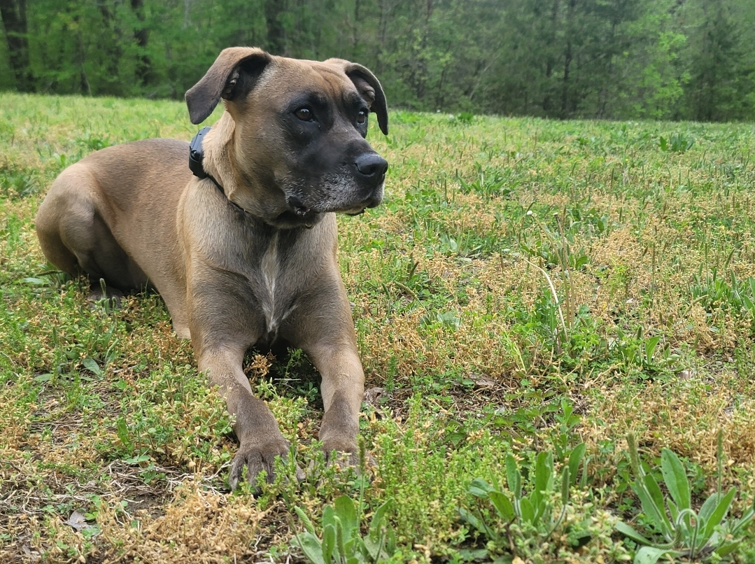 County Line Canine Training