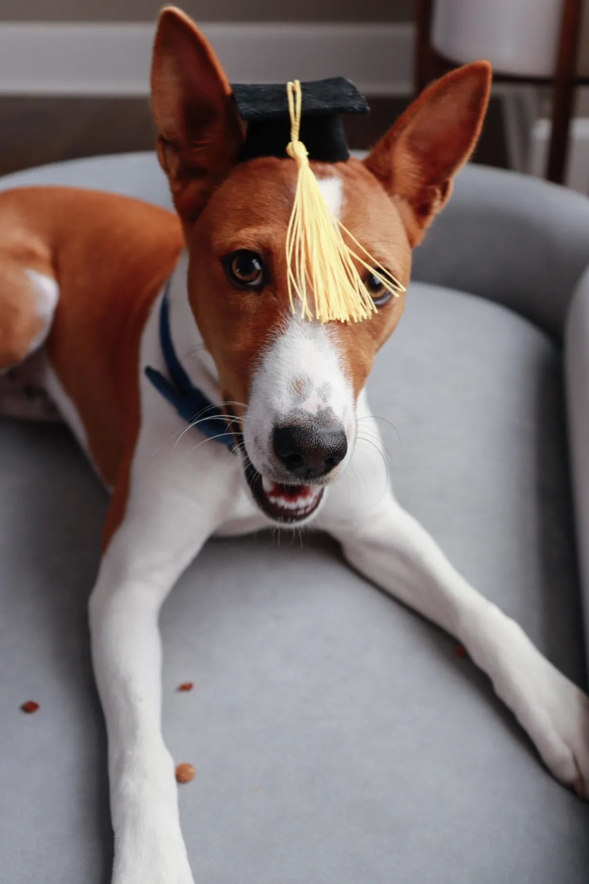 Teacher Turned Trainer — dog trainer in Kansas City, MO