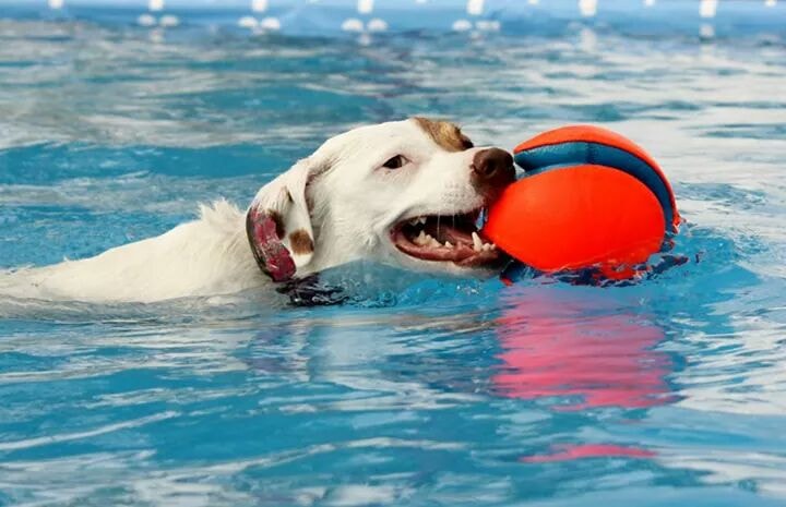 Zion Canyon Canine Recreation Center & Spa