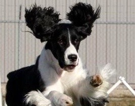 Dog Sports At Kim’s
