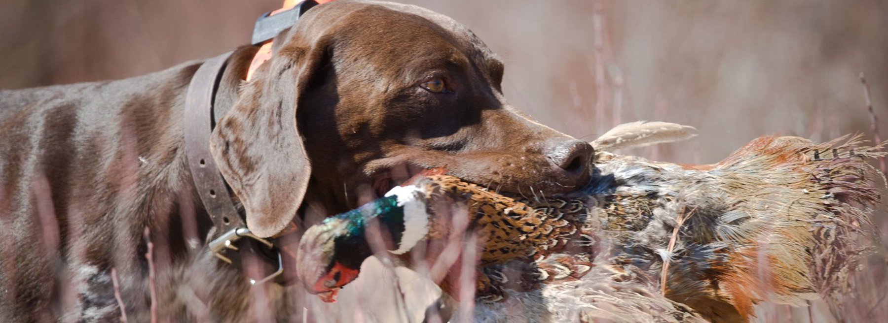Princes Quality Gun Dogs