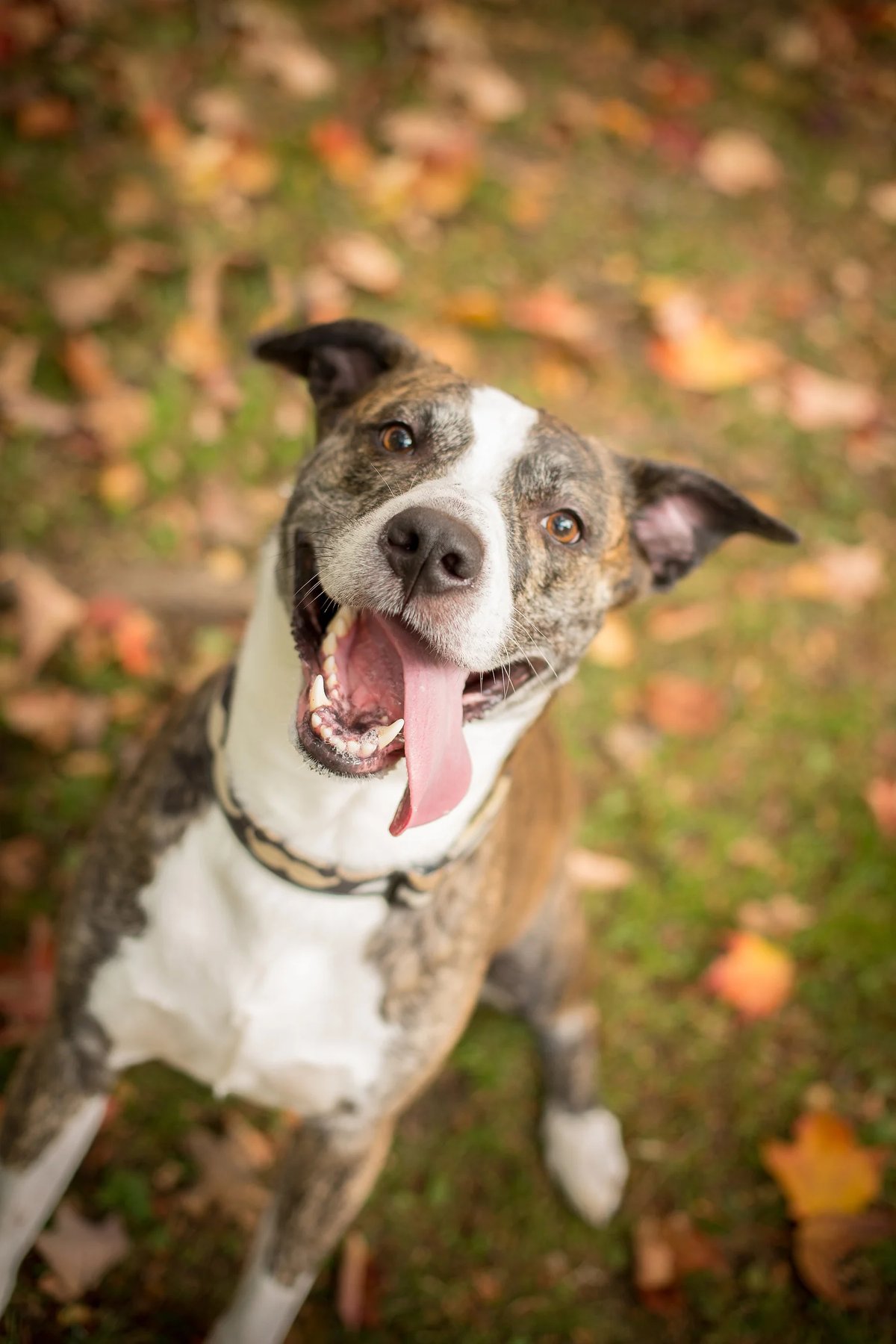 Modern Day Dog Training, LLC