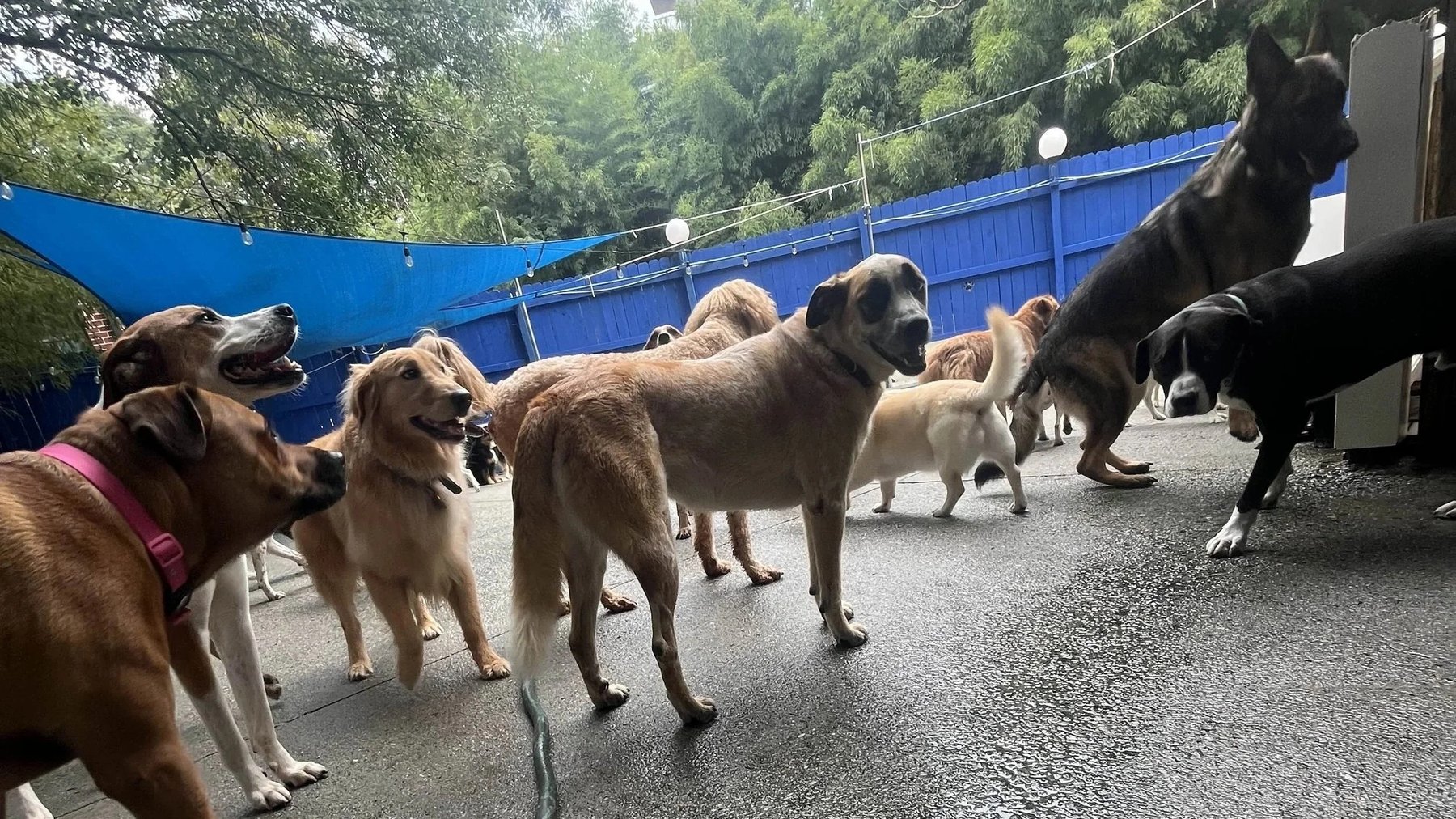 Wagging Tails Doggie Daycare & Boarding