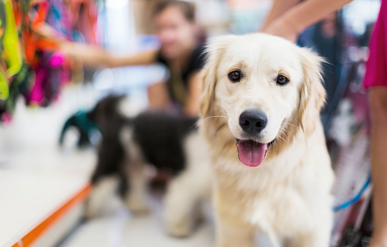 Bed N Biscuits Pet Daycare & Boarding
