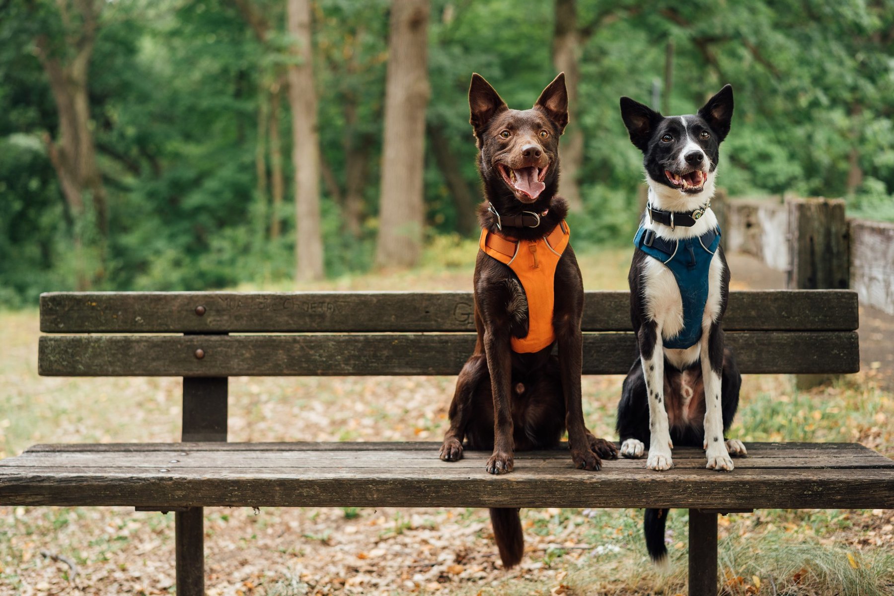 The Canine Coach – St Louis Park