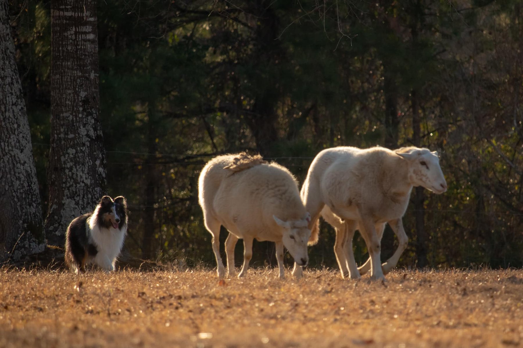 Promise Pastures Herding and Training Facility