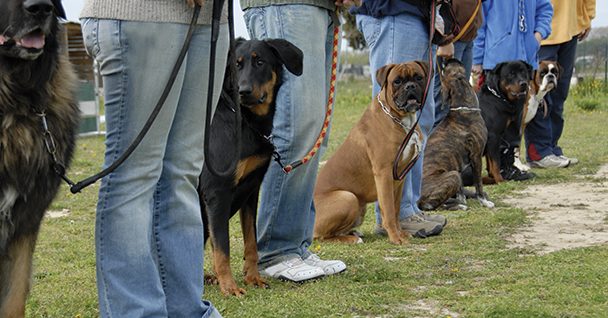 AweDogs Dog Training
