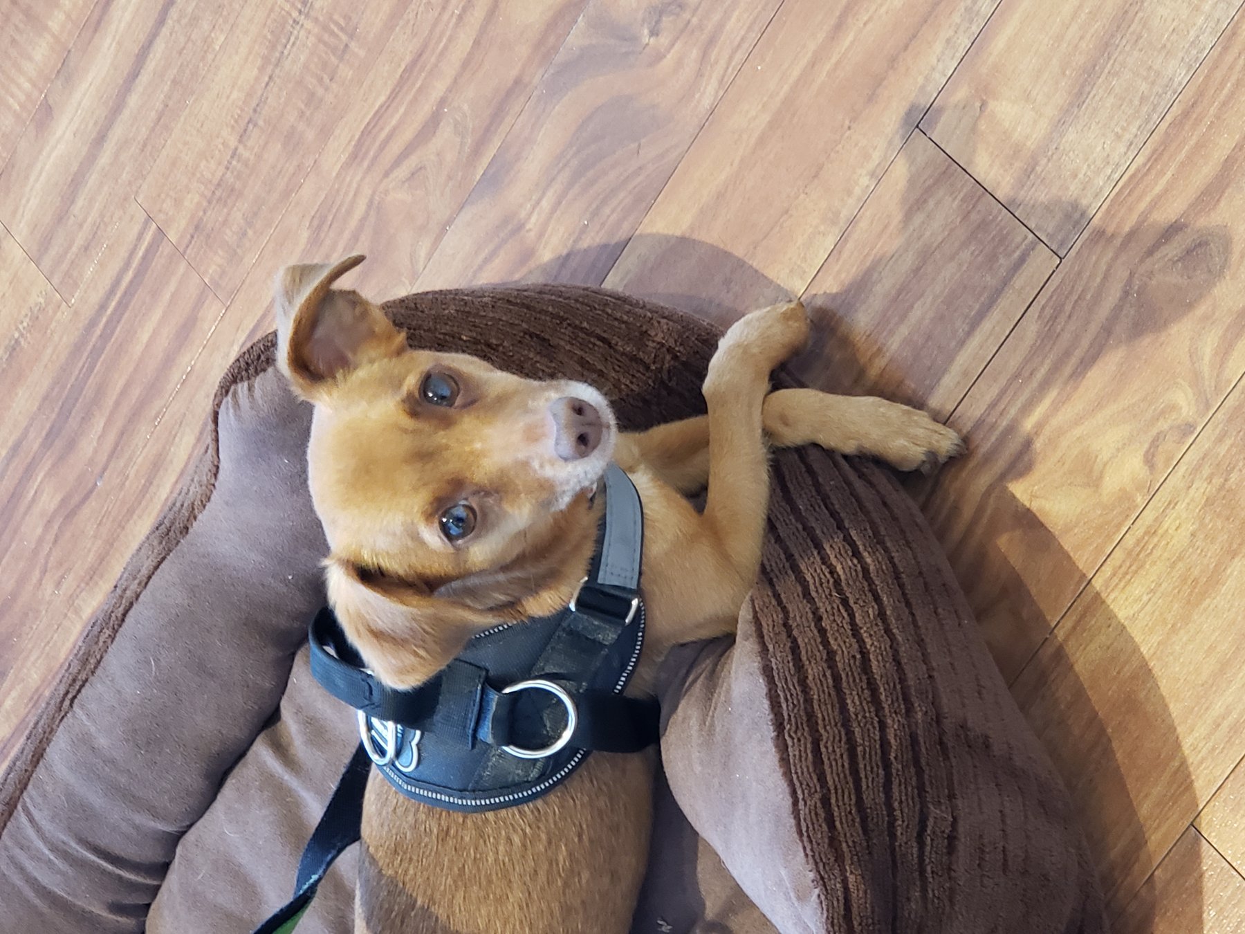 Muttly Manners and More