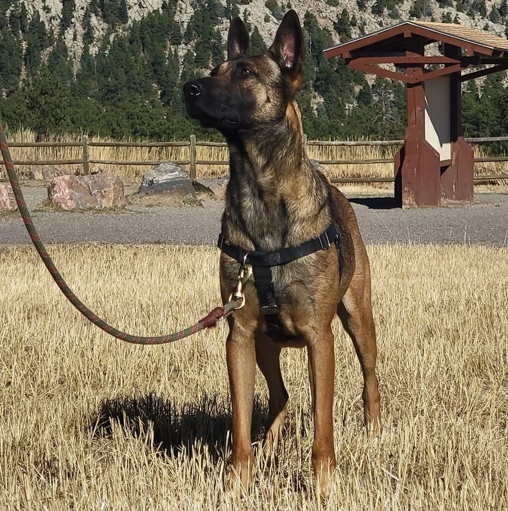 Friends for Life Positive Dog Training LLC