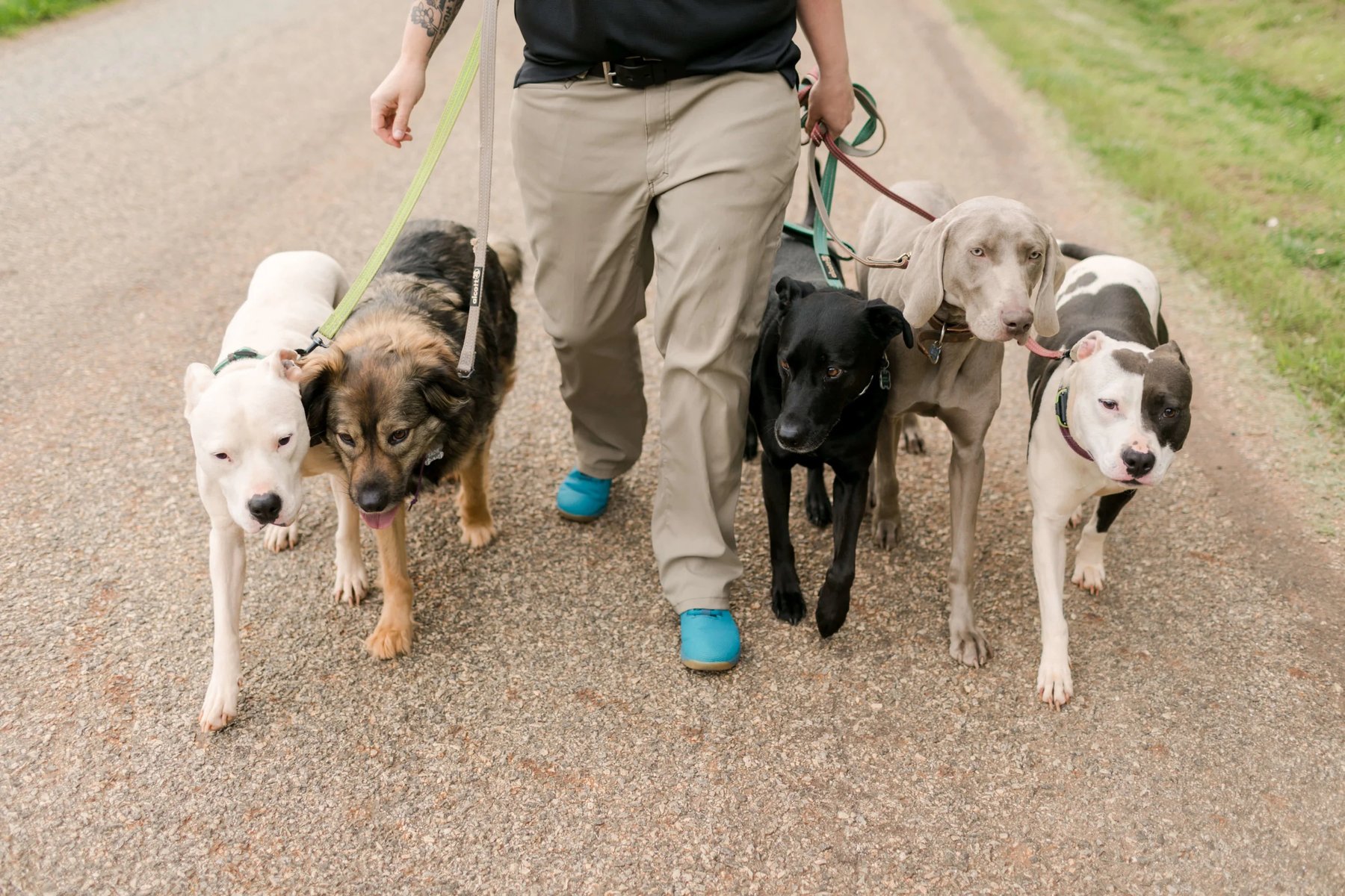 Sadie's Rules K9 Training — dog trainer in Charlottesville, VA