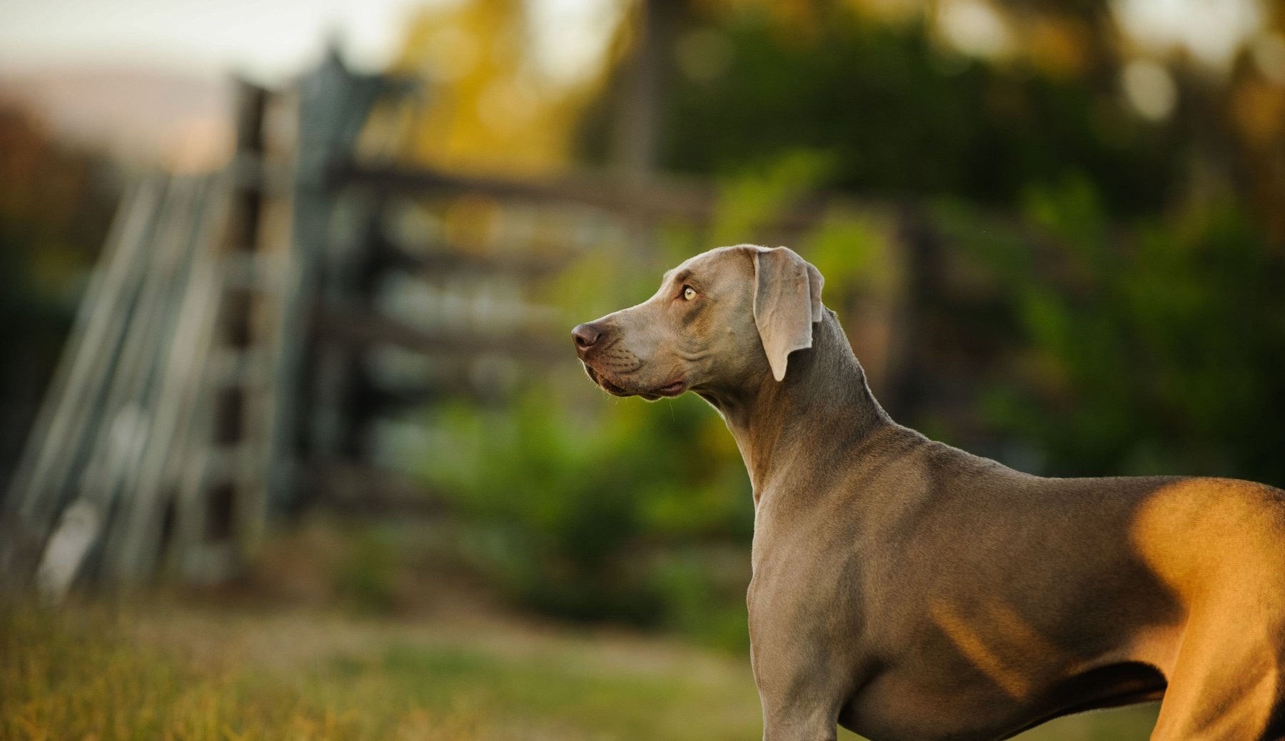 Crazy K9’s Dog Training LLC