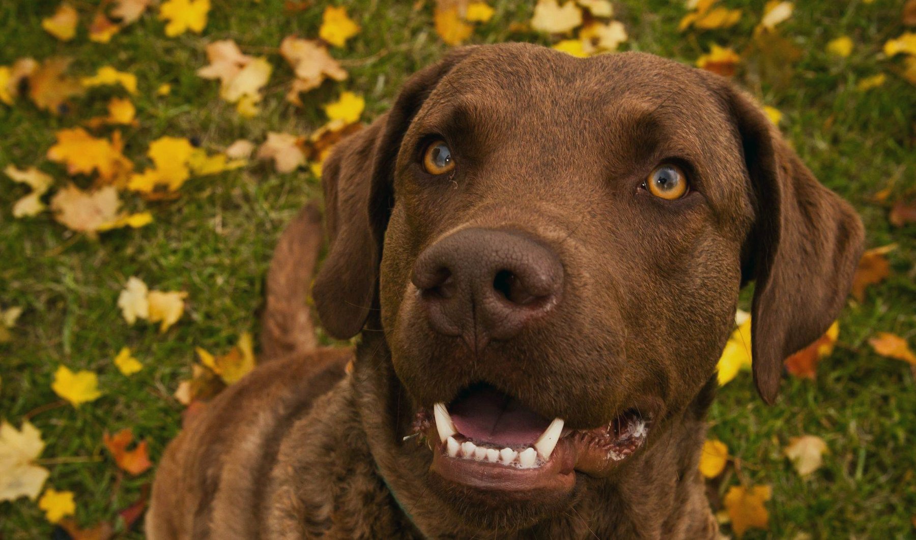 Puppies Are Wonderful Sidekicks Training and Behavior Modification LLC