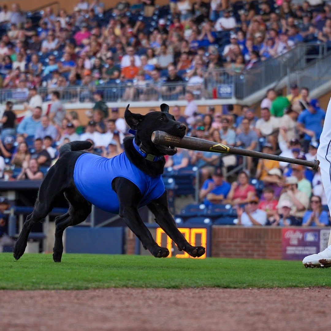 All-Star Dog Training