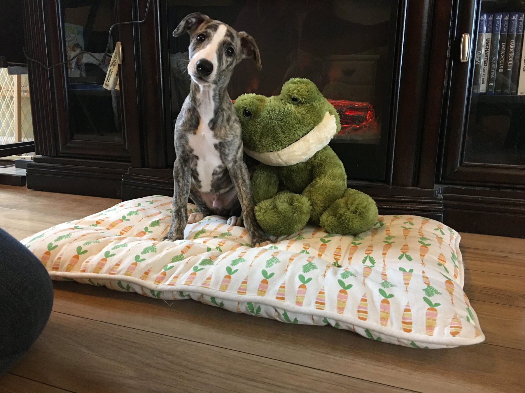 Bark Tutor, Traverse City, MI — dog trainer in Traverse City, MI