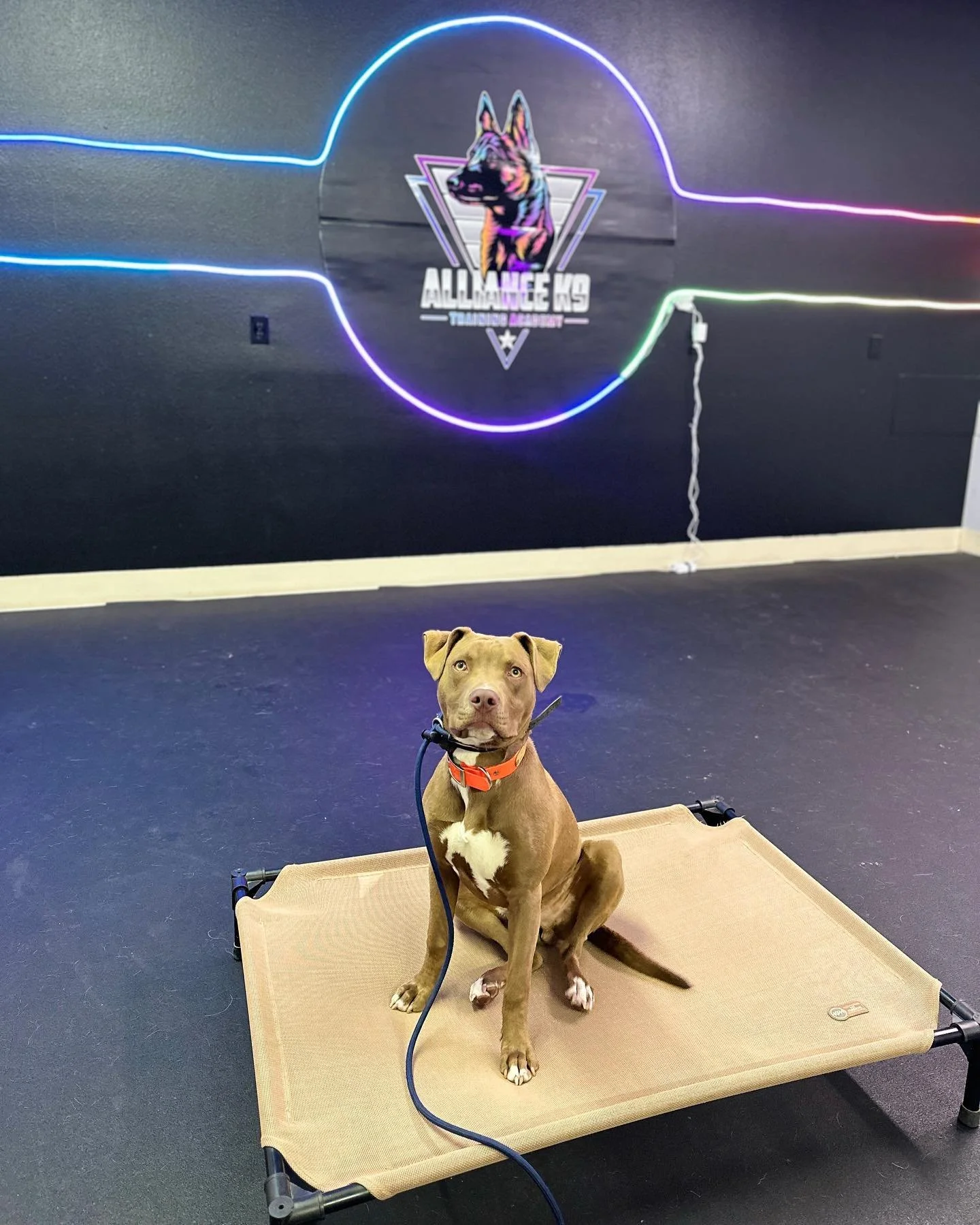 Alliance K9 Training Academy — dog trainer in Little Rock, AR