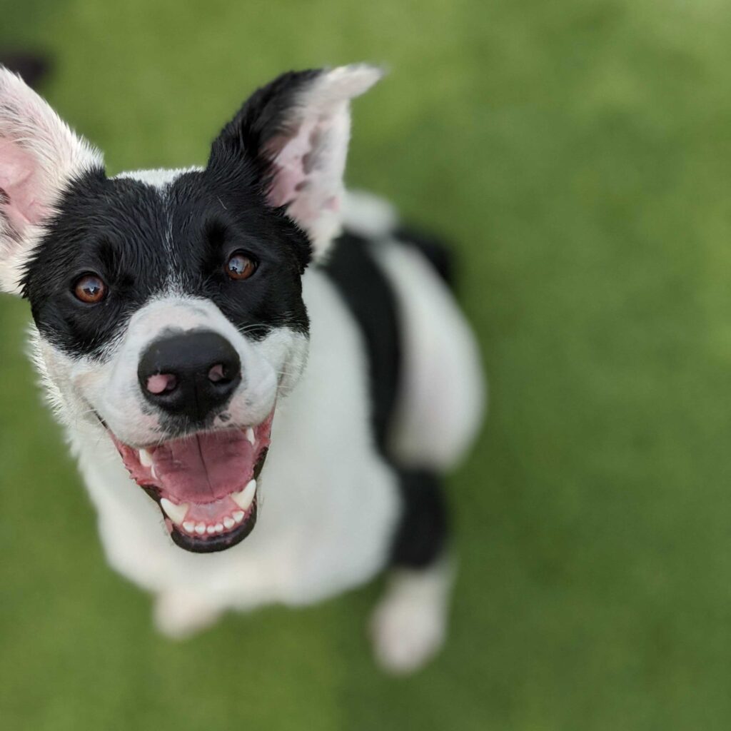 WOOF! Dog Care Center