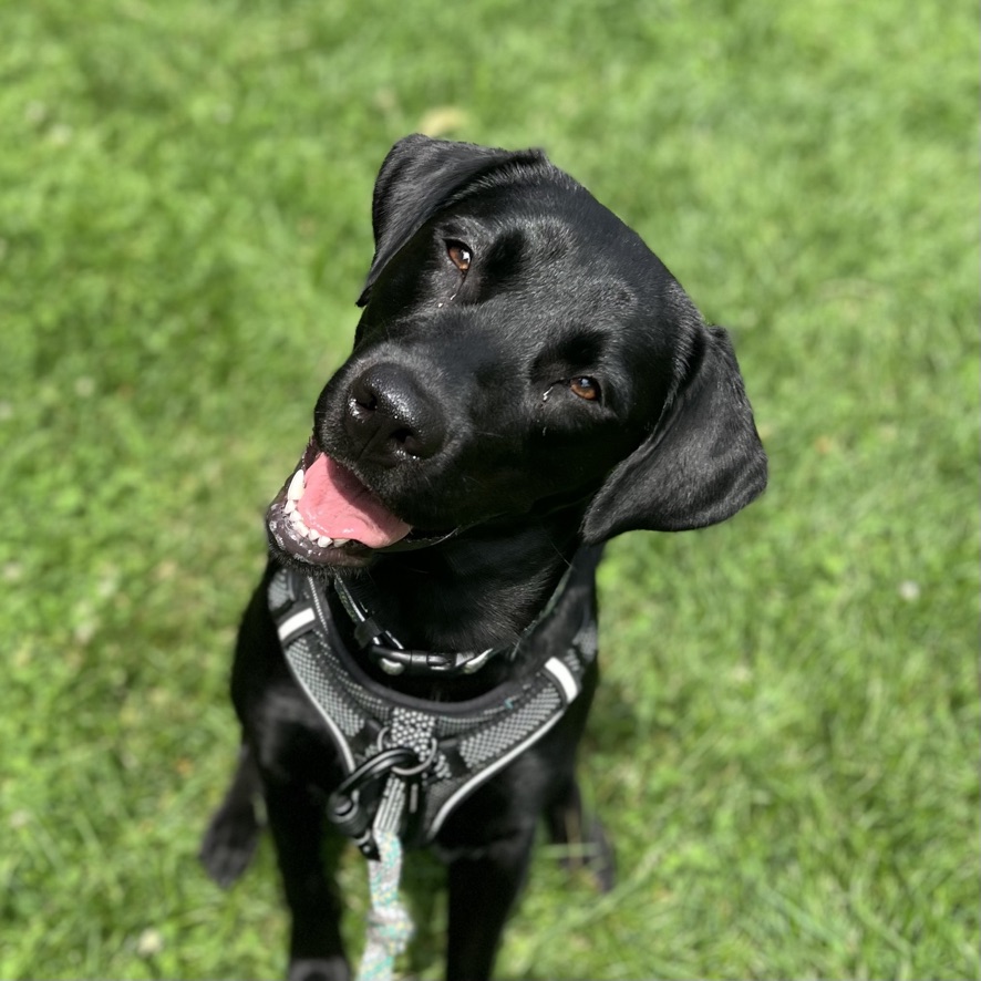 The Positive Pup