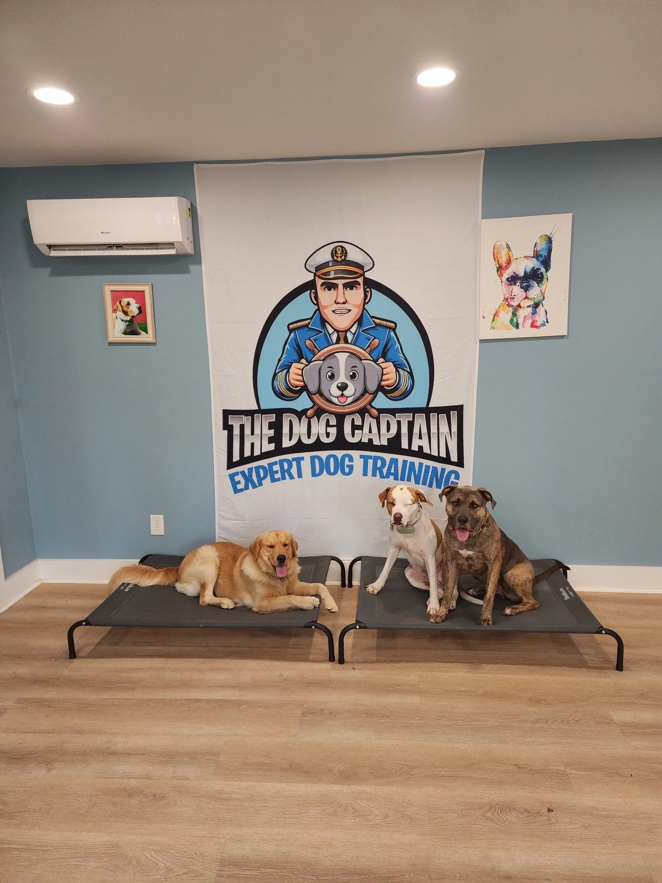 Lexington Dogs | Home Of The Dog Captain Expert Dog Training