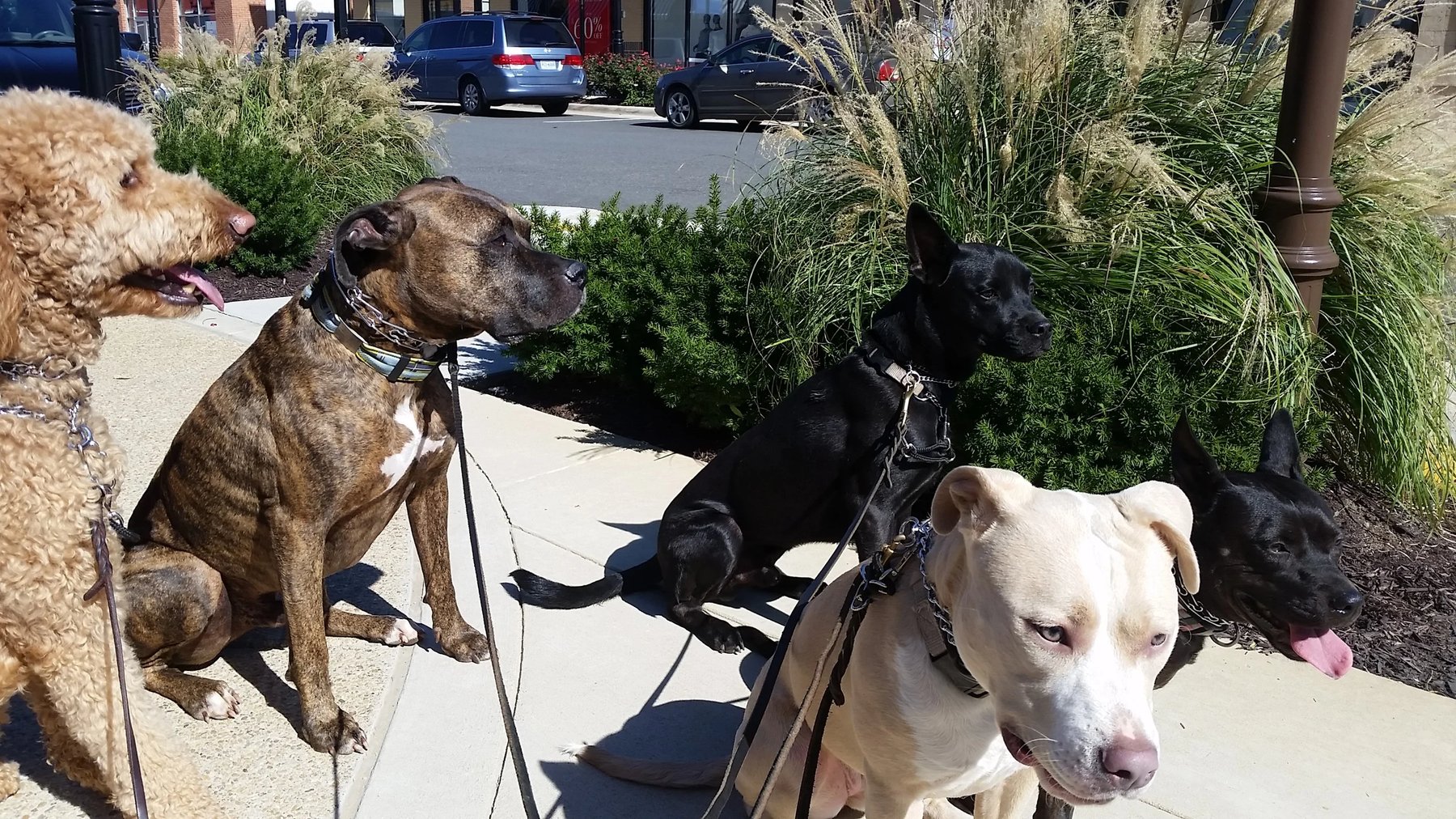 Citizen K9