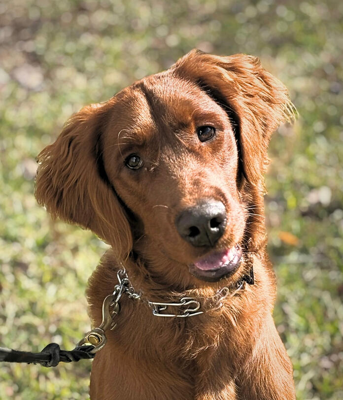 Canine Command SC