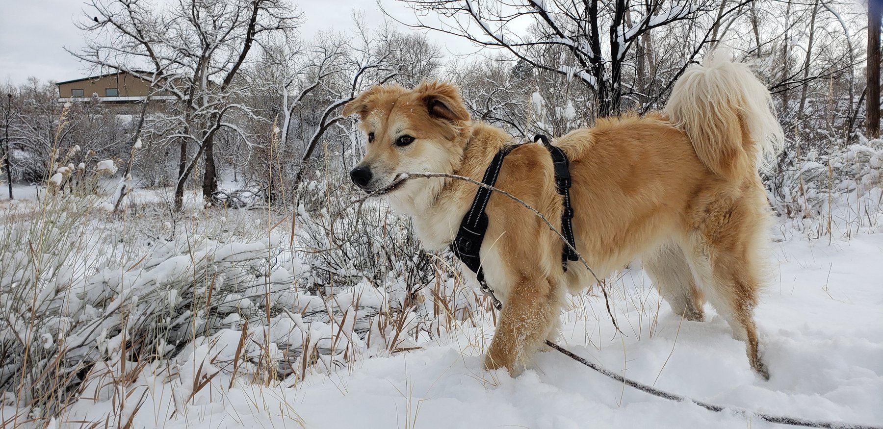 House of Dog Training Center