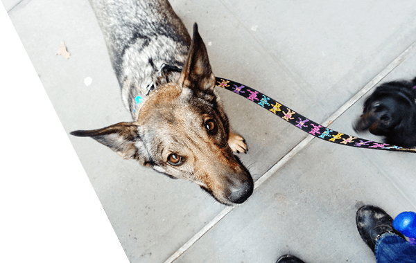 Urban Dog Care NYC